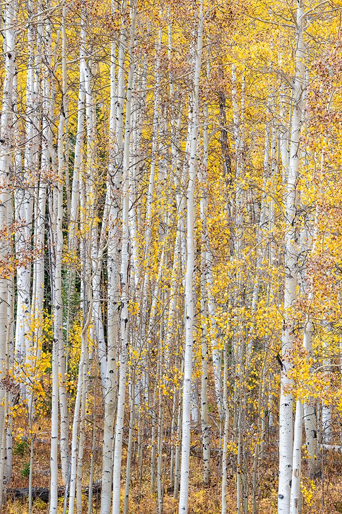 Leaves and tree trunks create an aspen wall of texture-Colorado-USA.